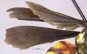 Media type: image;   Entomology 27137 Aspect: Wing front